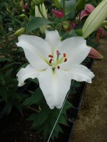 [5355 Queensland DJ No02.JPG]